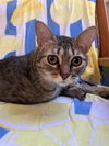 adoptable Cat in dallas, TX named Cricket