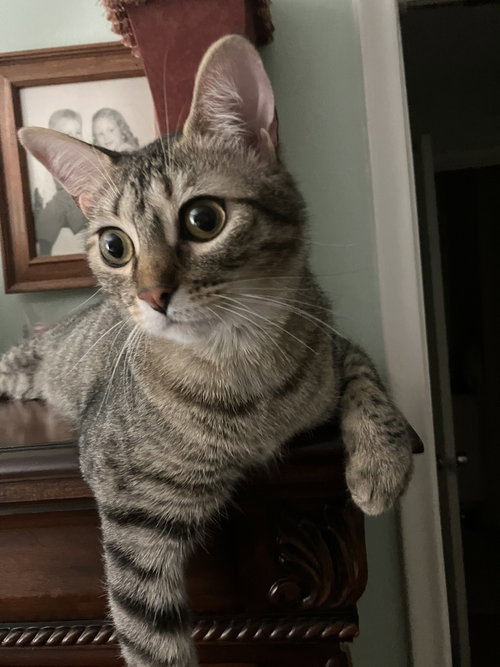 CRICKET - Domestic Short Hair / Domestic Short Hair available for adoption
