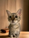 Cricket - Photo 3