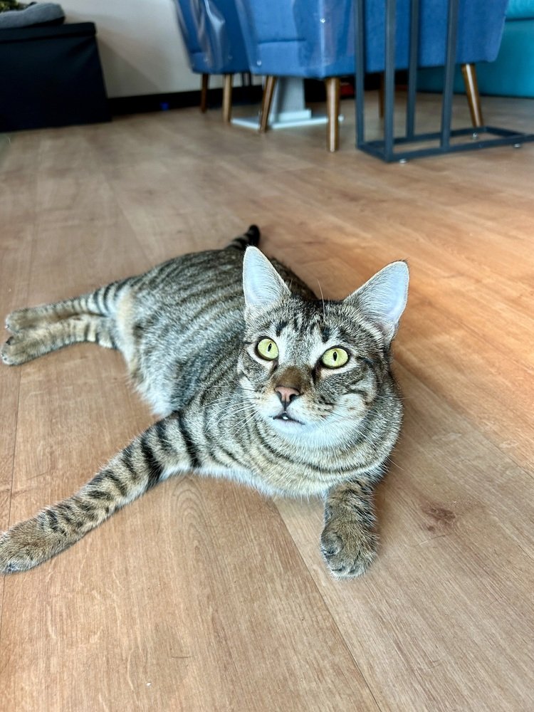 adoptable Cat in Dallas, TX named Ryder