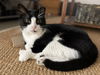 adoptable Cat in  named Tuxedo Man