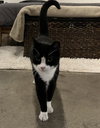 Tuxedo Man - Photo 3