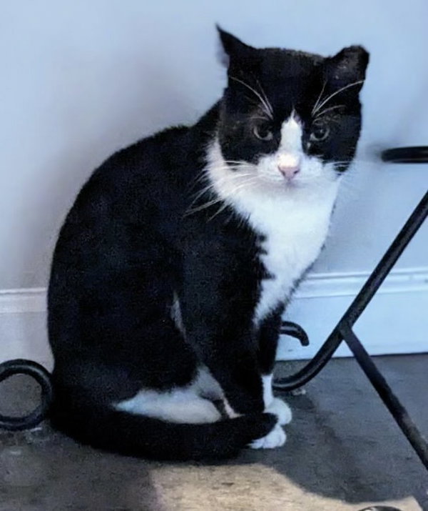Tuxedo Man