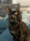 adoptable Cat in dallas, TX named Pumpkin G