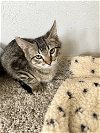 adoptable Cat in dallas, TX named Archie
