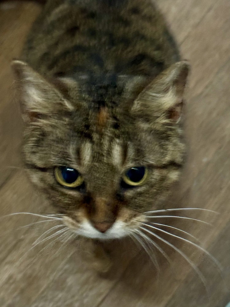TabbyCat