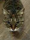 TabbyCat - Photo 1