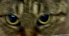 TabbyCat - Photo 2