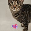 adoptable Cat in dallas, TX named Roly