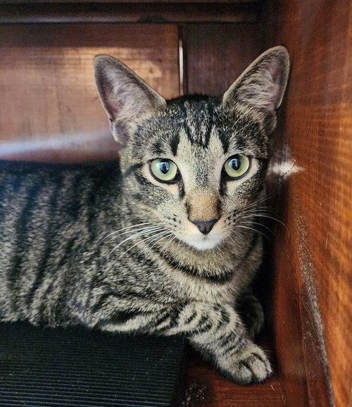 A-ROLY - Domestic Short Hair / Domestic Short Hair available for adoption