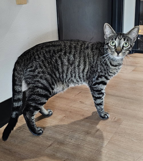 A-ROLY - Domestic Short Hair / Domestic Short Hair available for adoption