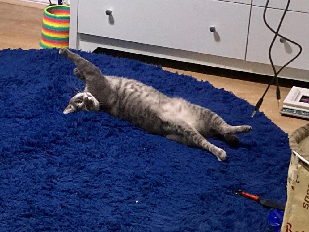 adoptable Cat in Dallas, TX named Tinsel