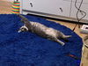 adoptable Cat in  named Tinsel