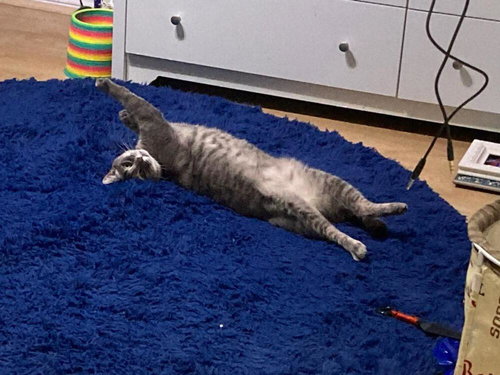 TINSEL - Domestic Short Hair / Domestic Short Hair available for adoption