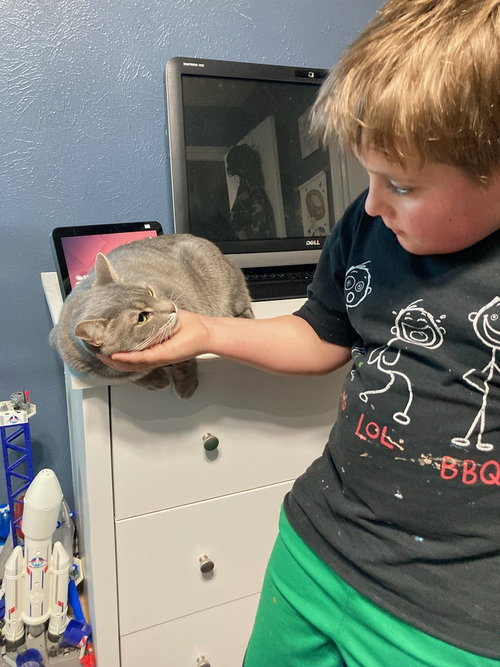 TINSEL - Domestic Short Hair / Domestic Short Hair available for adoption