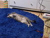 Tinsel - Photo 4