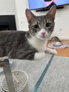 adoptable Cat in  named Griffin