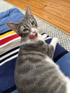 Griffin - Photo 2