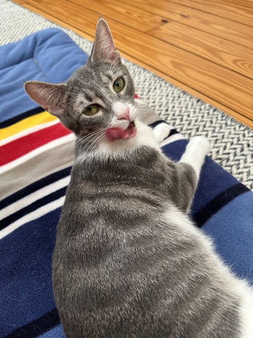 GRIFFIN - Domestic Short Hair / Domestic Short Hair available for adoption