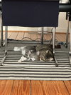 Griffin - Photo 3
