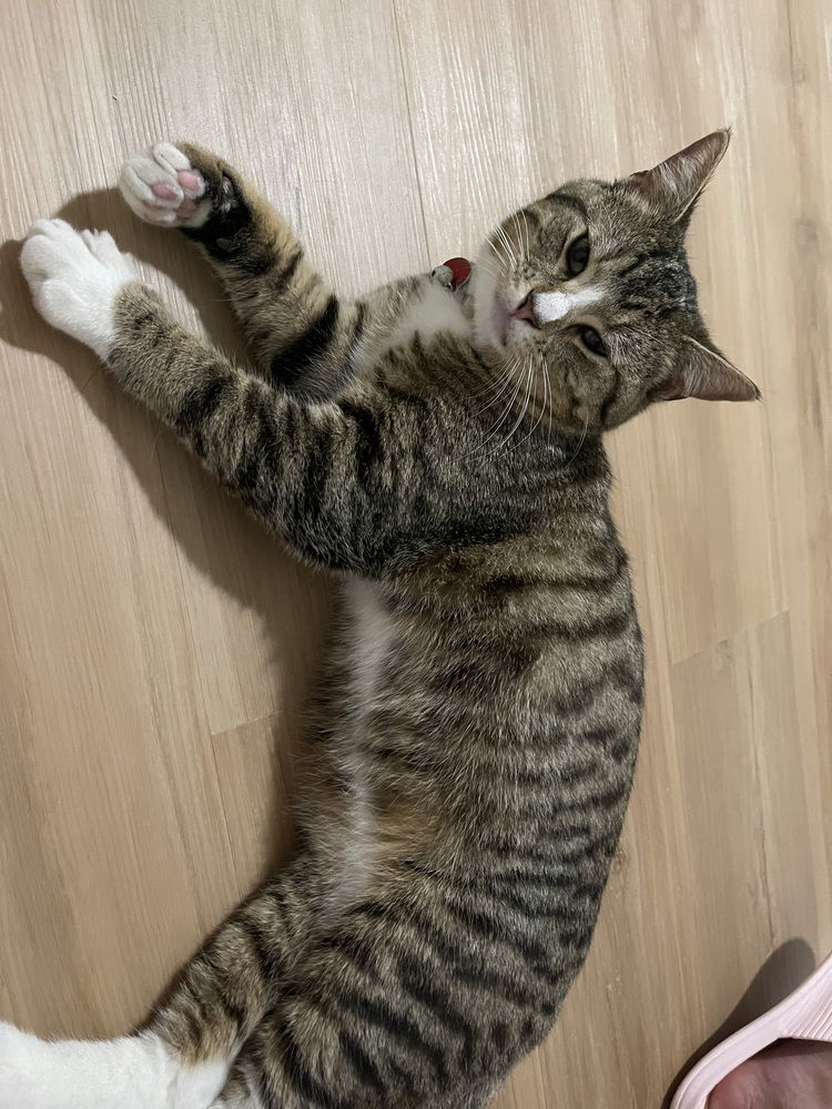 adoptable Cat in Dallas, TX named Miki