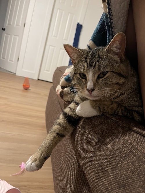 MIKI - Domestic Short Hair / Domestic Short Hair available for adoption