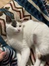 adoptable Cat in dallas, TX named Maggie