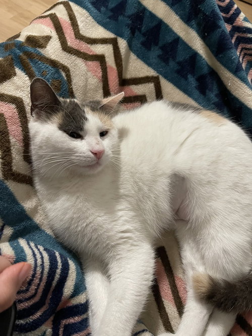 MAGGIE - Domestic Short Hair / Calico available for adoption