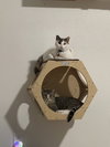 Maggie - Photo 2