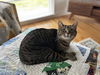 adoptable Cat in  named Lily G
