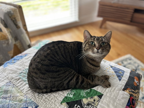 LILY G - Domestic Short Hair / Domestic Short Hair available for adoption
