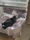 Lily G - Photo 4