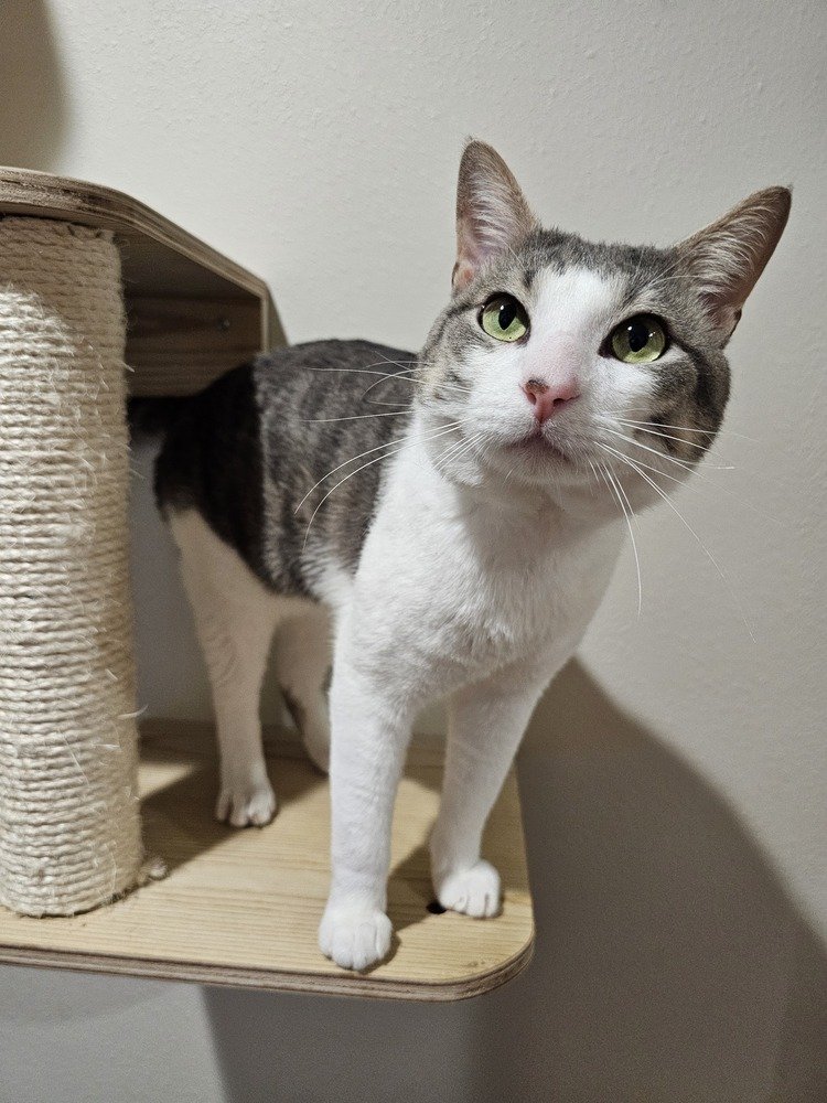 adoptable Cat in Dallas, TX named Bruce