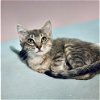adoptable Cat in dallas, TX named Brisbane