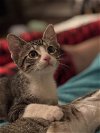 adoptable Cat in dallas, TX named Aspen