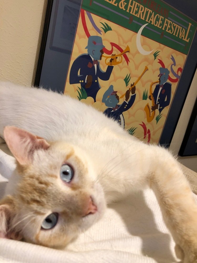 adoptable Cat in Dallas, TX named Norton Commander
