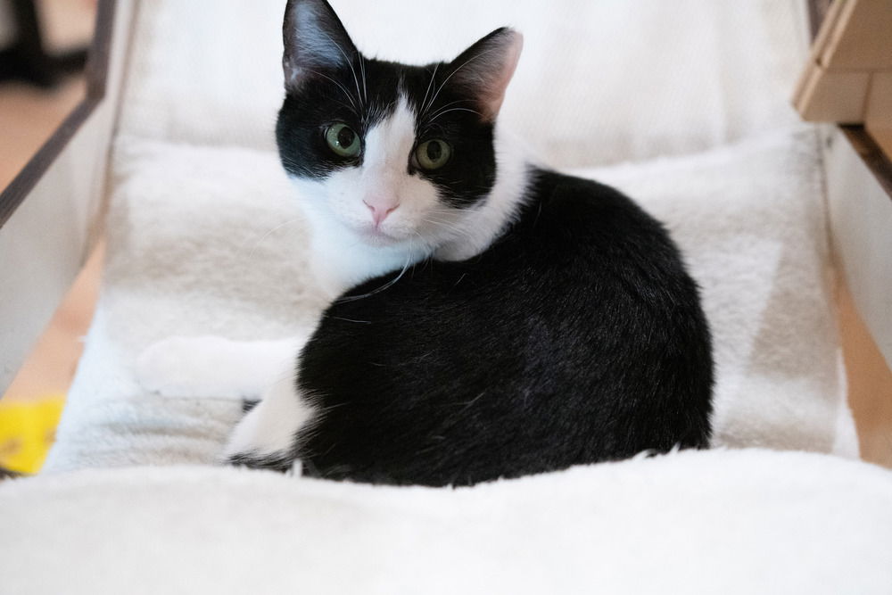 adoptable Cat in Dallas, TX named Tiny Bit