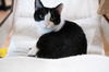 adoptable Cat in  named Tiny Bit