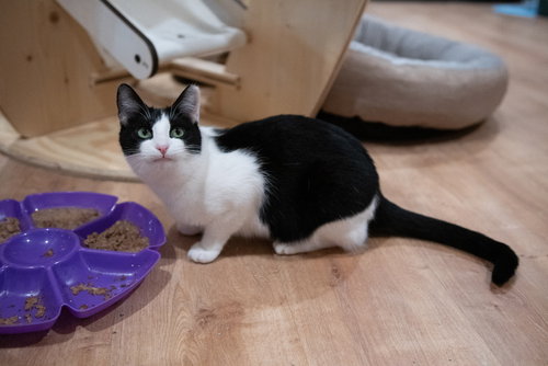 TINY BIT - Domestic Short Hair / Domestic Short Hair available for adoption
