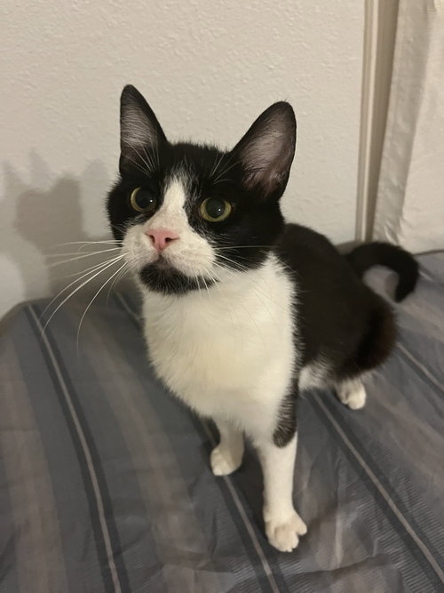 ROO B - Domestic Short Hair / Domestic Short Hair available for adoption