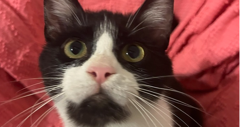 ROO B - Domestic Short Hair / Domestic Short Hair available for adoption