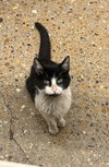 Roo B - Photo 3