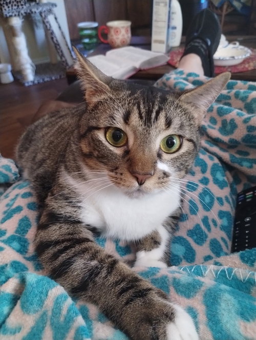 WOLFGANG A. MOZART - Domestic Short Hair / Domestic Short Hair available for adoption