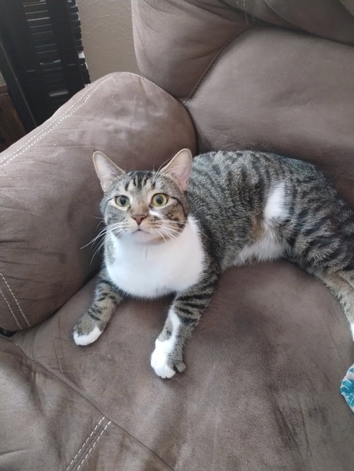 WOLFGANG A. MOZART - Domestic Short Hair / Domestic Short Hair available for adoption