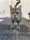 adoptable Cat in  named Denver