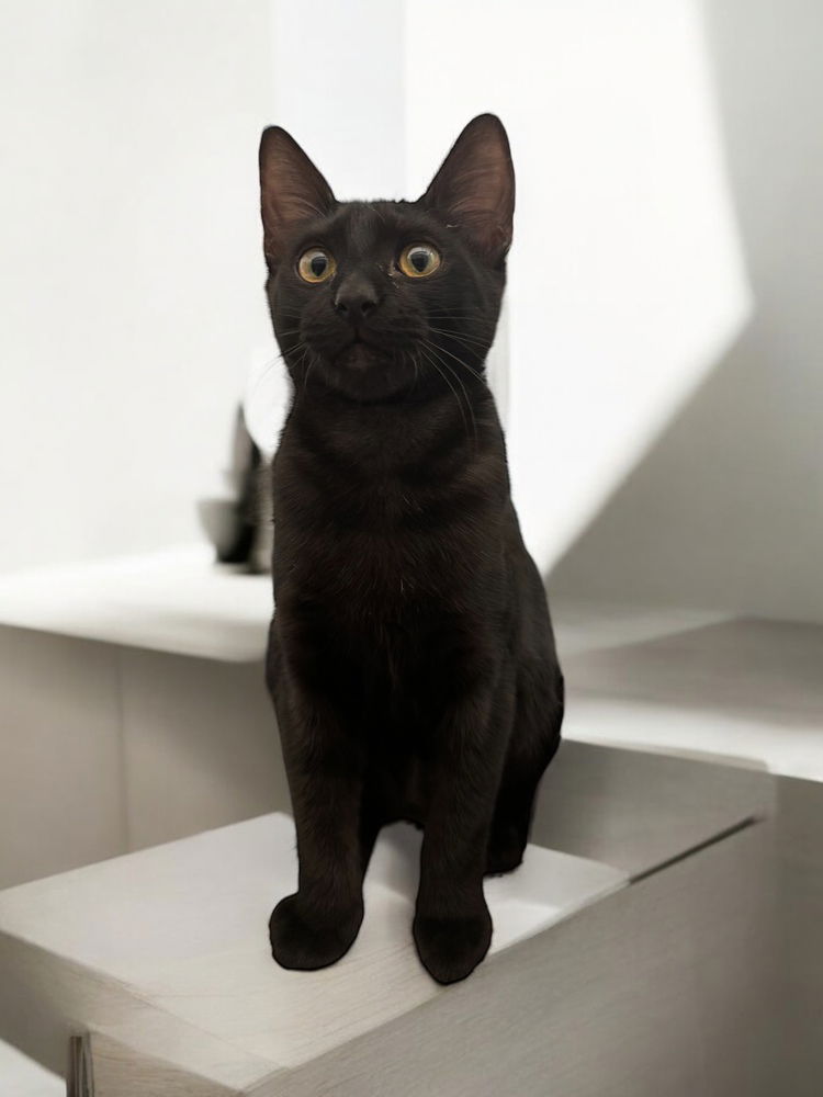 adoptable Cat in Dallas, TX named Arrabiata