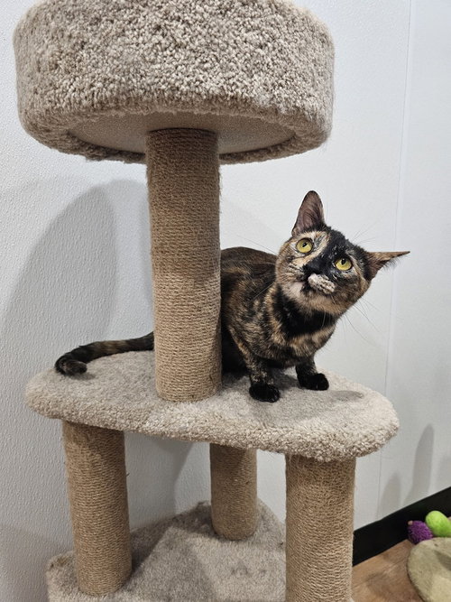 DAISY D. - Domestic Short Hair / Domestic Short Hair available for adoption