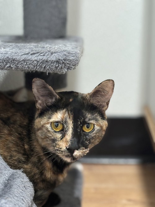 DAISY D. - Domestic Short Hair / Domestic Short Hair available for adoption