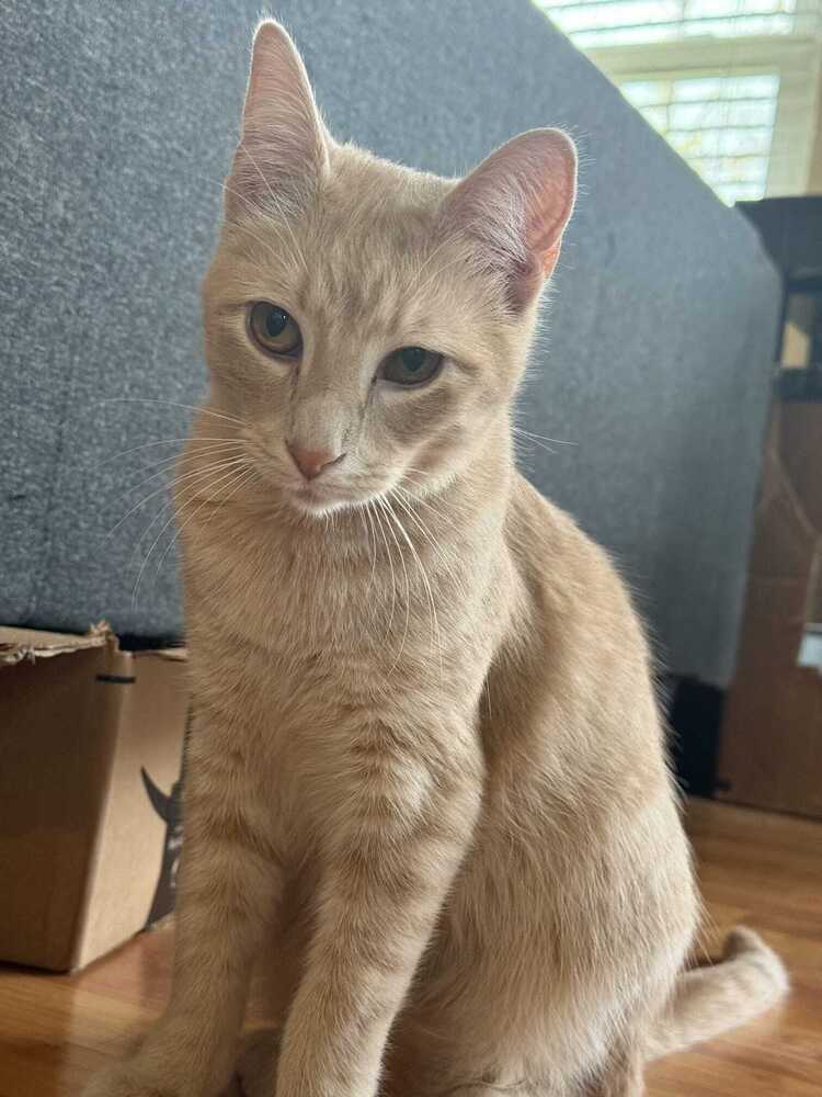adoptable Cat in Dallas, TX named Archibald