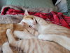 Archibald - Photo 2